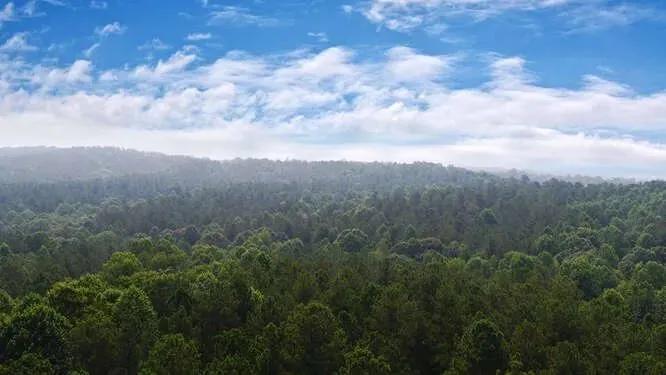 Banks County, Georgia Large Acreage Tract