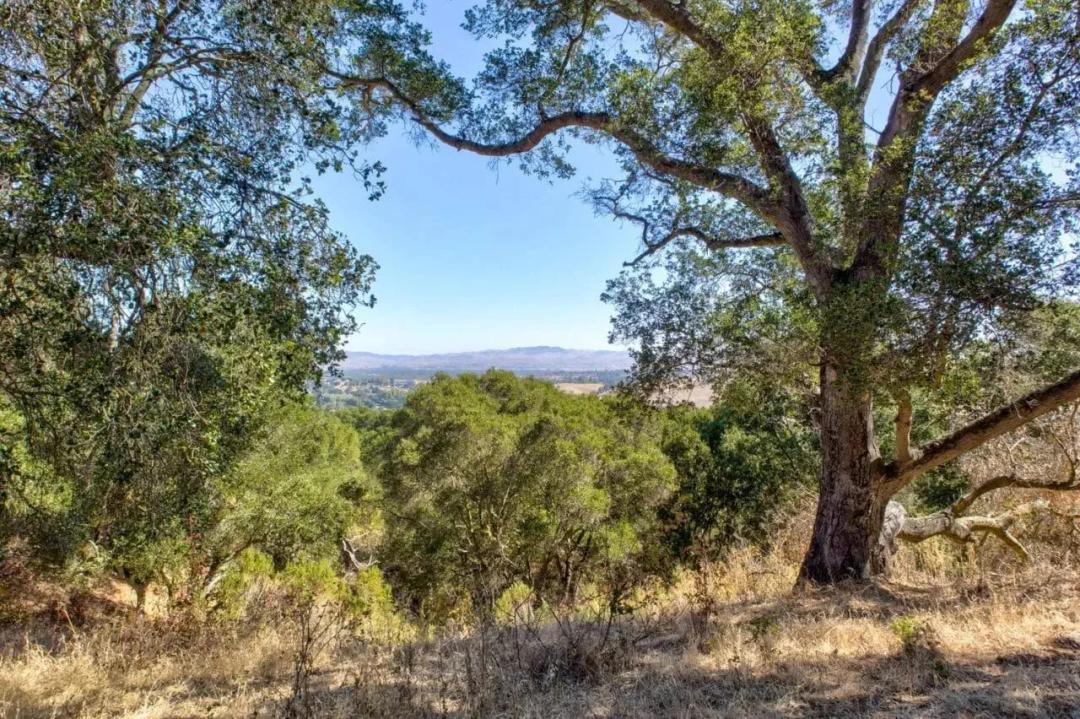 Oak Tree Ridge