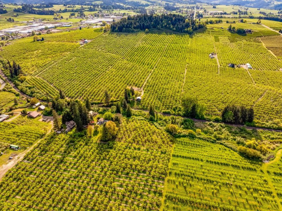 Scenic Hood River Valley Orchard