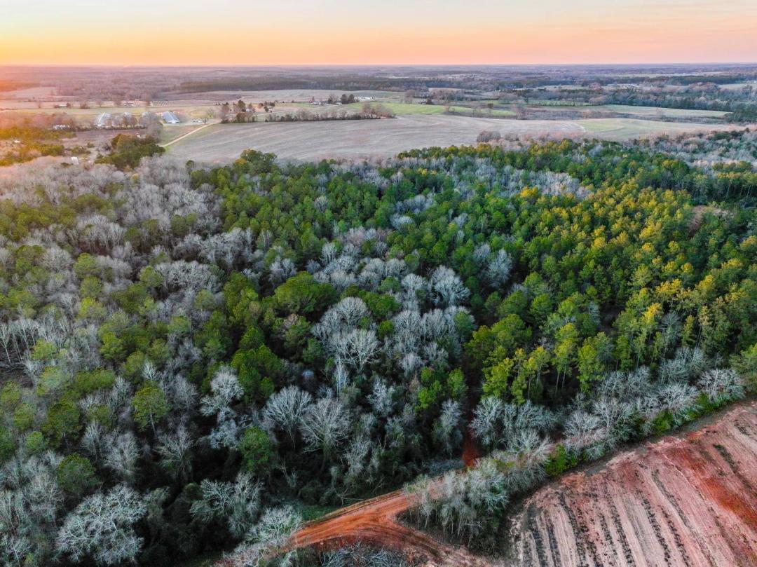 29+/- Acres of Hunting Land For sale Coffee Springs, AL