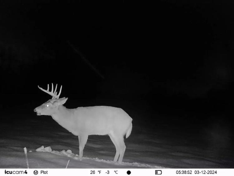 24.77 +/- acres / Berrien County, MI / Recreational / Land For Sale