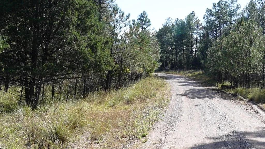 30 miles south of Coudcroft. 1/2 acre treed parcel in Timberon