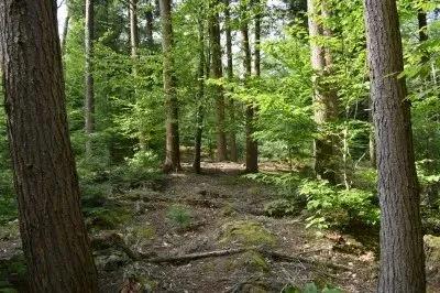 Stone Tract