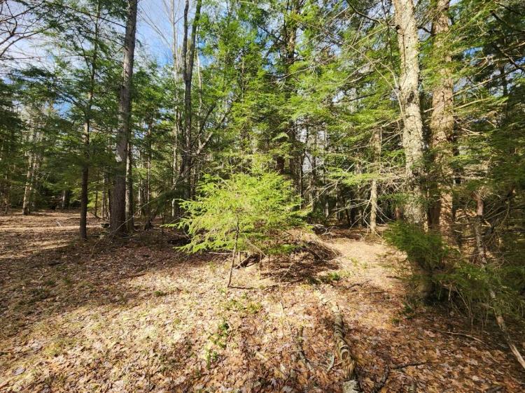 19.50 Mostly wooded, mixed forest. Access to state land