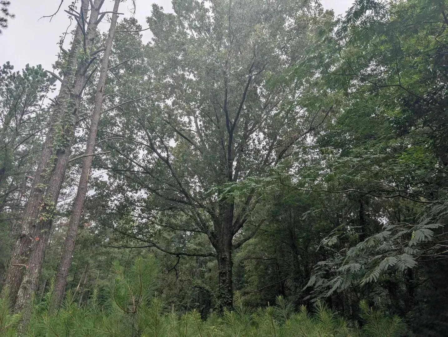 78818280-18
