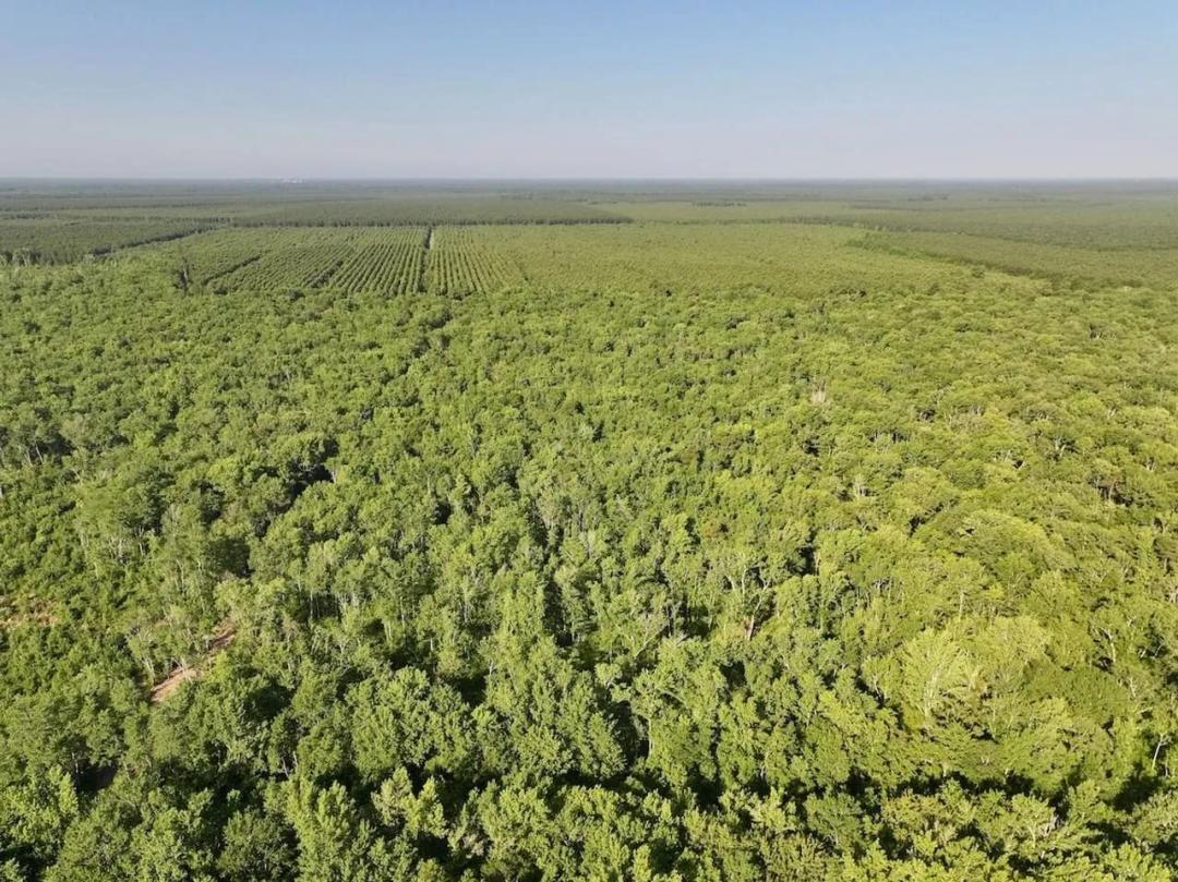 35.71 acres of Recreational Timberland For Sale in Craven County NC!
