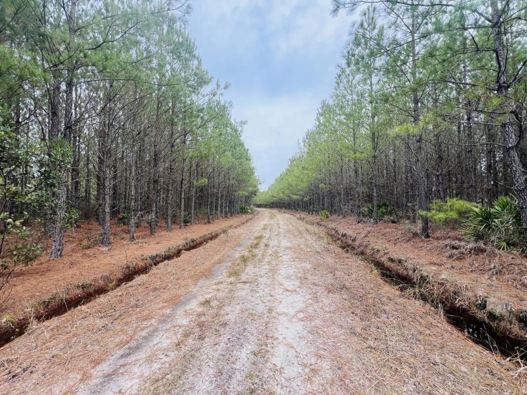 Broadhurst Pines and Hardwoods
