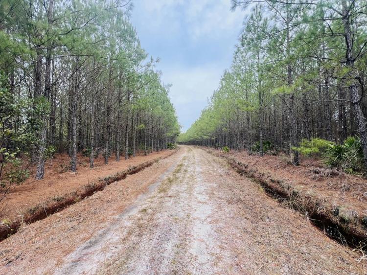 Broadhurst Pines and Hardwoods