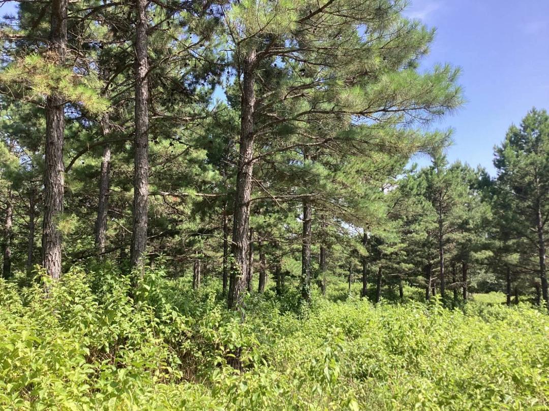 40.00 Acres at TBD Weaver Lane