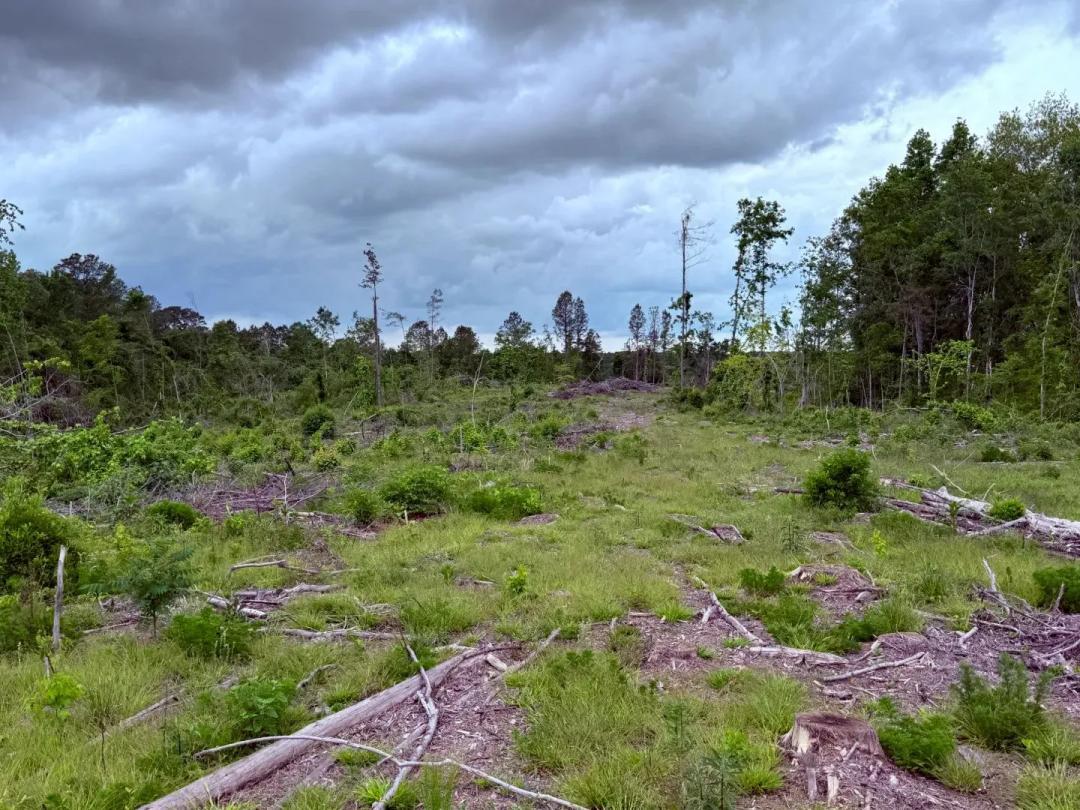 25 Acres in Winston County, MS 