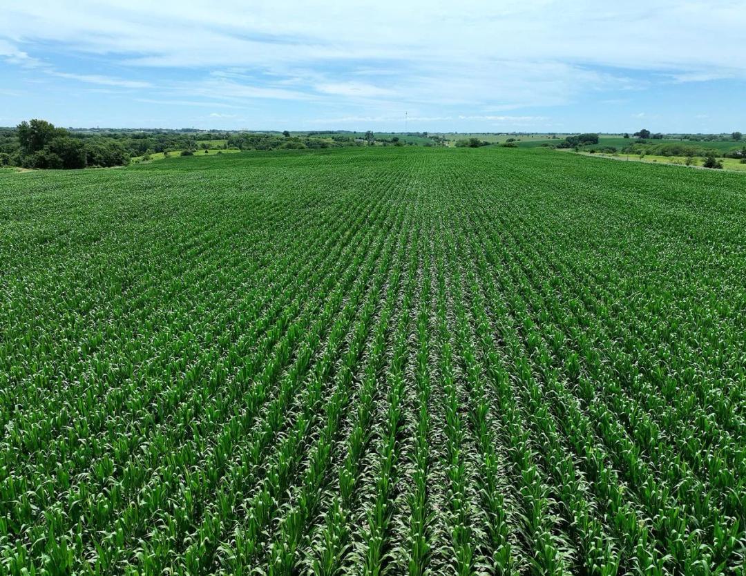 Listing #19574 - 40.00 acres in Wayne County, IA