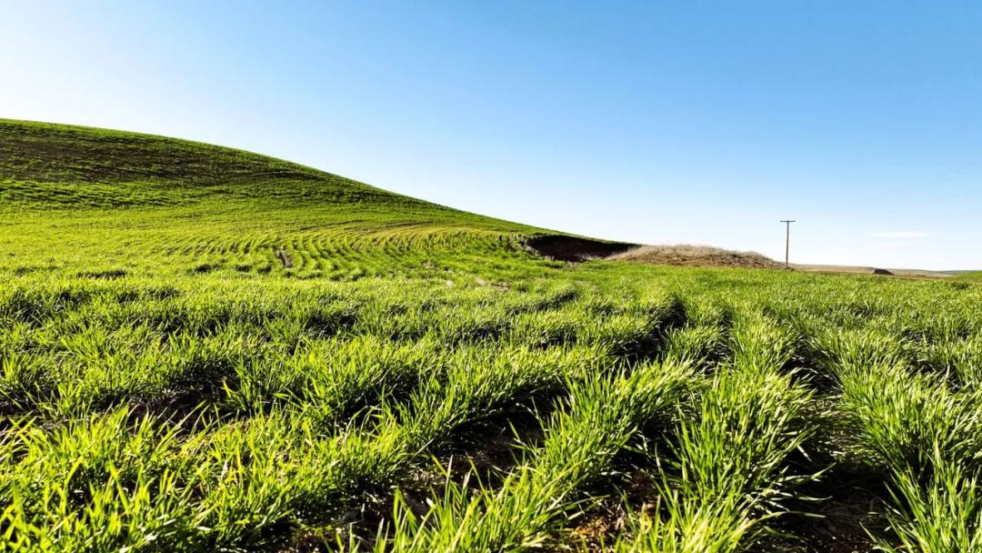 Juniper Canyon Wheat Farm