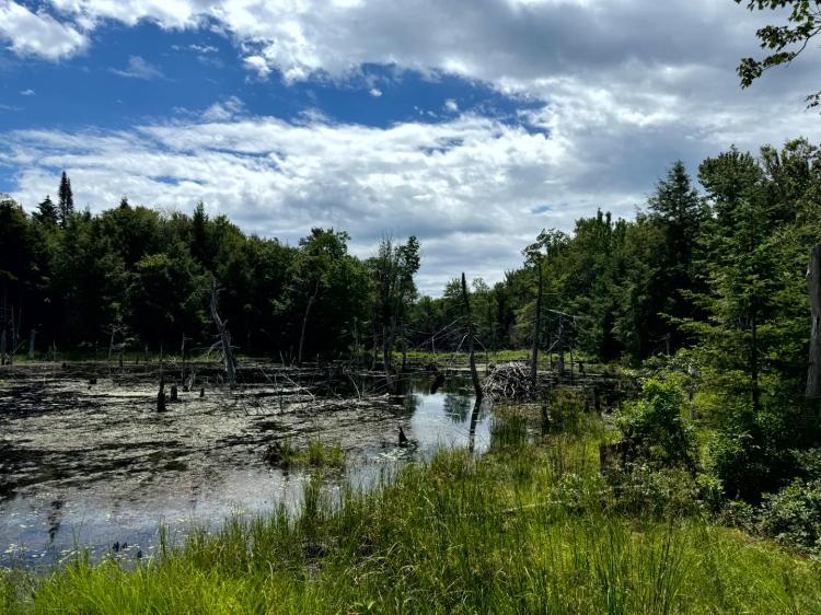 Tug Hill Woodlands and Wilderness Ponds