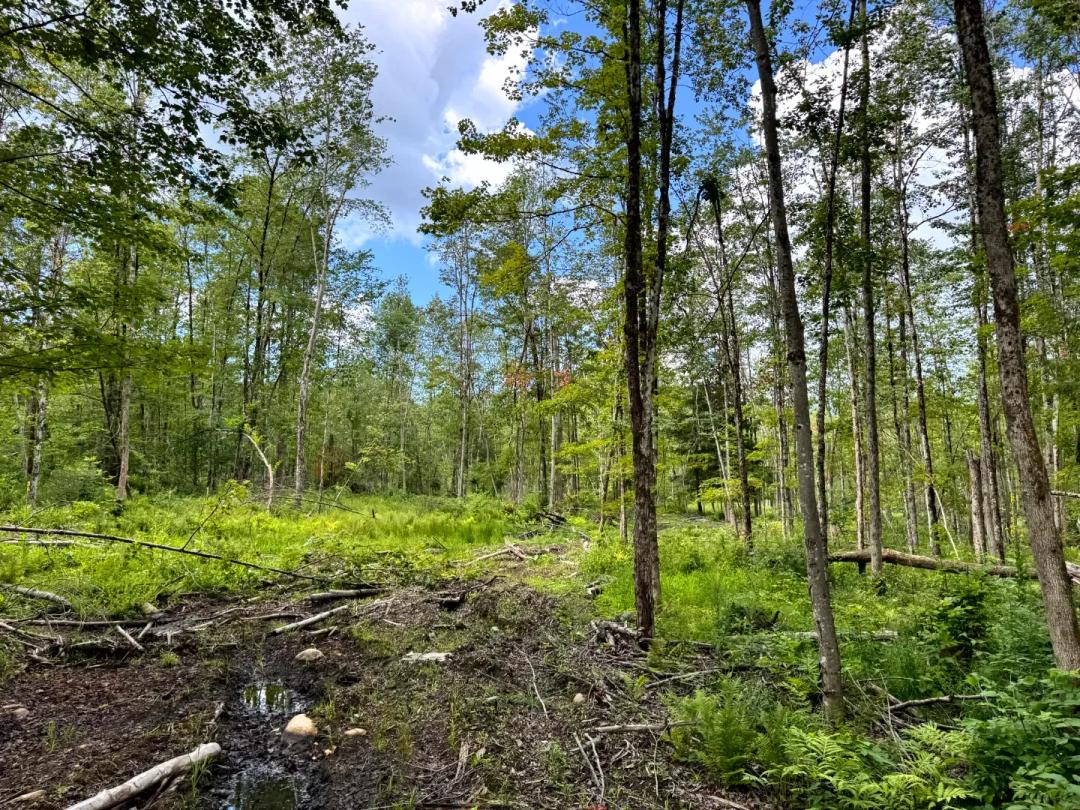 Stringer Brook Hunting Preserve