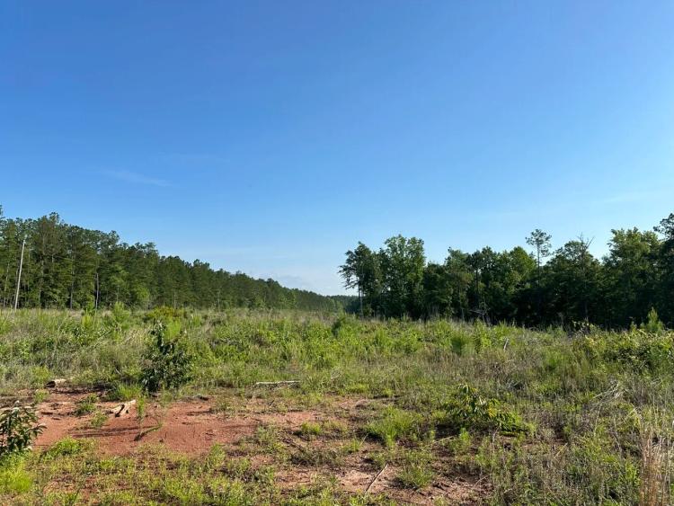 275.00 Acres at 00 Marion Ripley Road