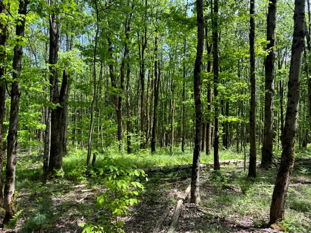 Private Cabin or Homesite Minutes from Oneida Lake