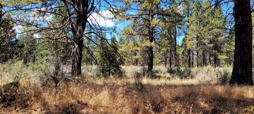 Park Like Settings on Over 2.5  acres Power at Property Line