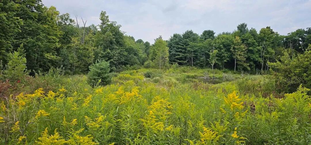 27 acres Hunting and Recreational Property with Building Site in Maine NY 1569 Oakdale Rd