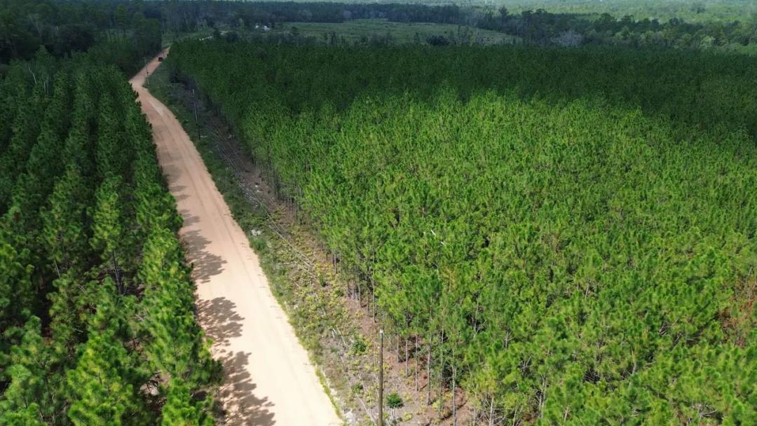 10.5-/+ Acres Tract in Penny Morris Road, Baxley, GA	