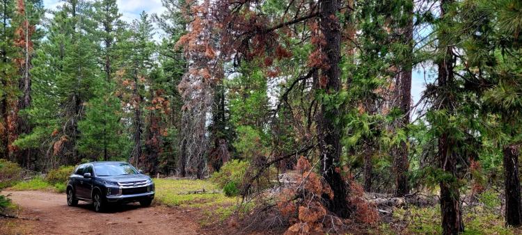 Near Bly Mountain Pass - Huge Trees, Huge Views - Residential Homesite in the trees