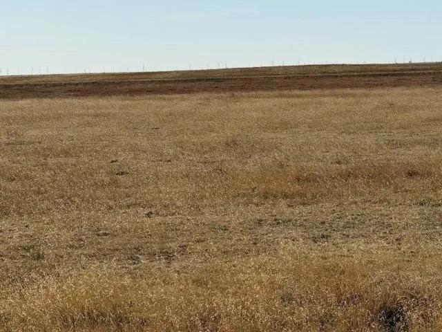 640± Acres Dry Cropland &amp; Grass- KIT CARSON, CO