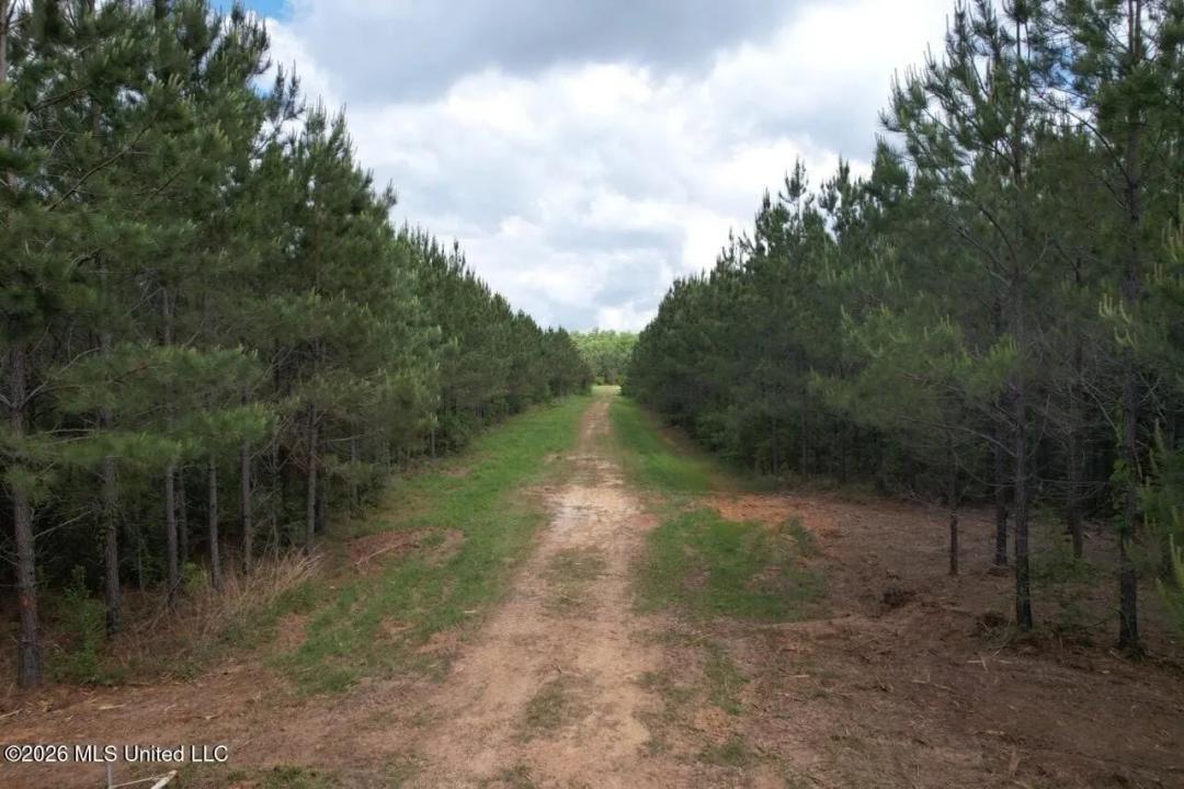 47 Acres in St. Helena Parish, LA with Black Creek