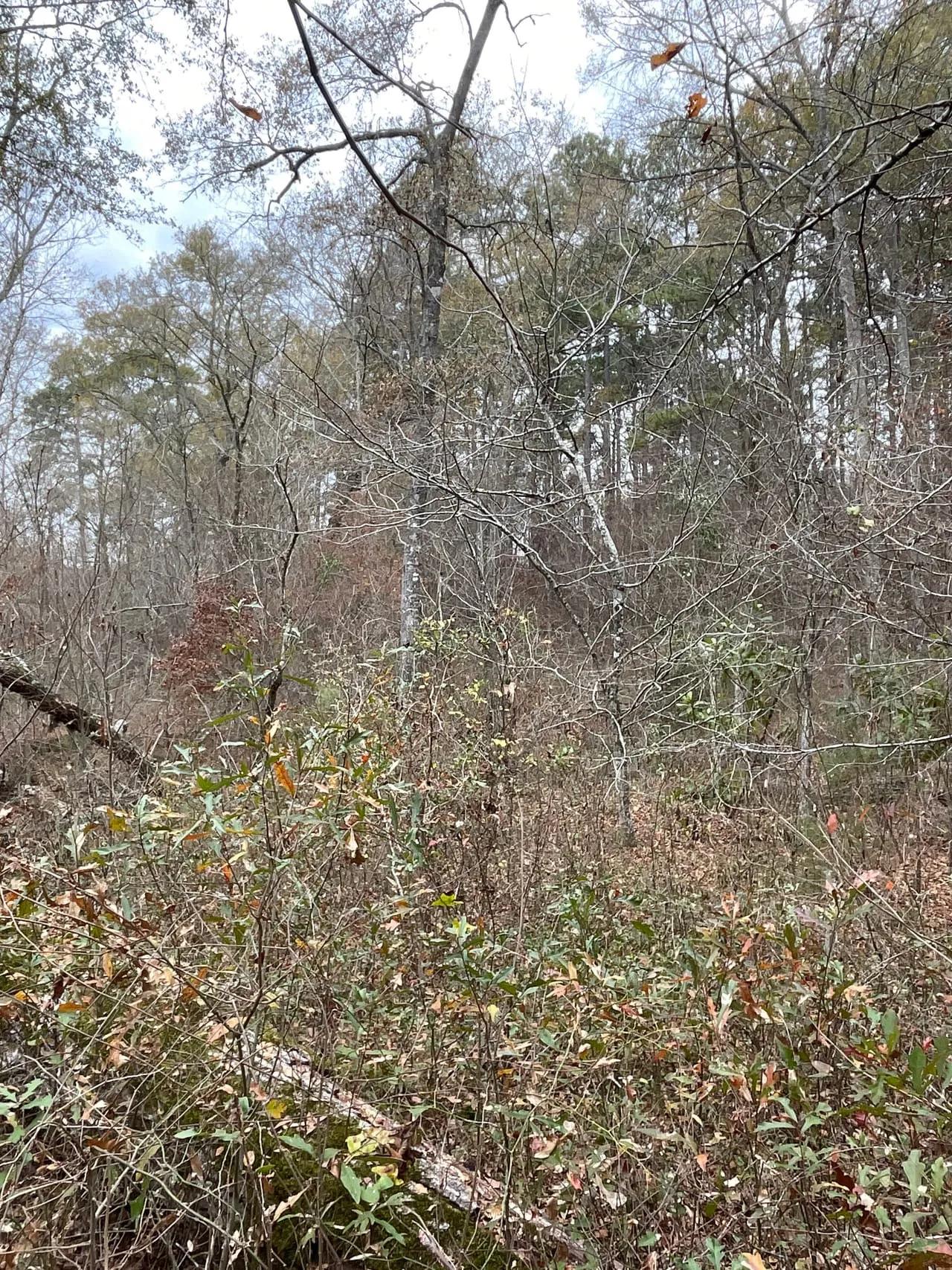 80778733-6