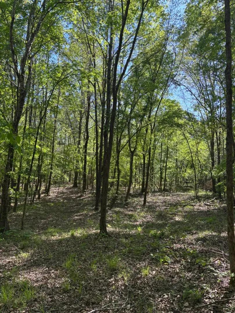 20 Acres in Pontotoc County, MS 