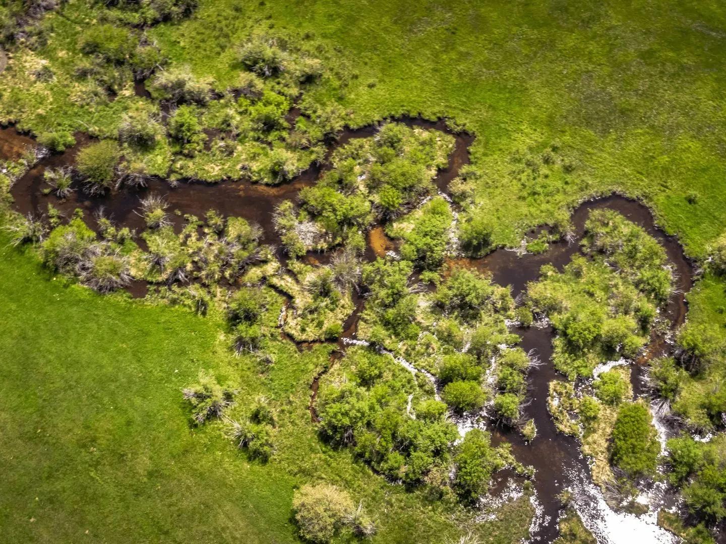 80894456-33