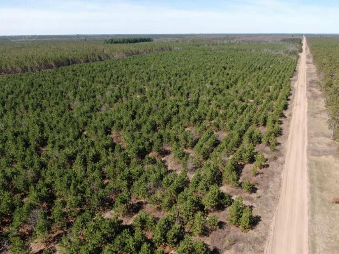 Corner Town of Rome 90 acre timber lot for sale in Adams County WI