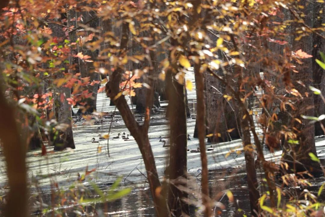 80 +/- Acres Duck Hunting/Home Site Near Little Rock
