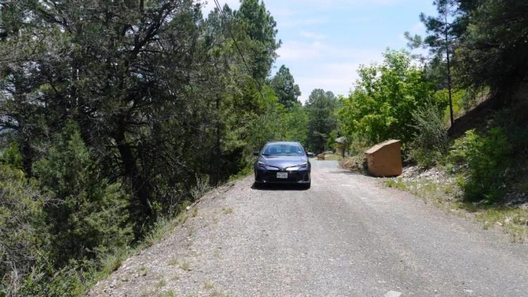 Ruidoso New Mexico * Trees