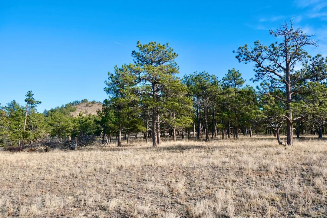 Walno 40 Acre Parcel