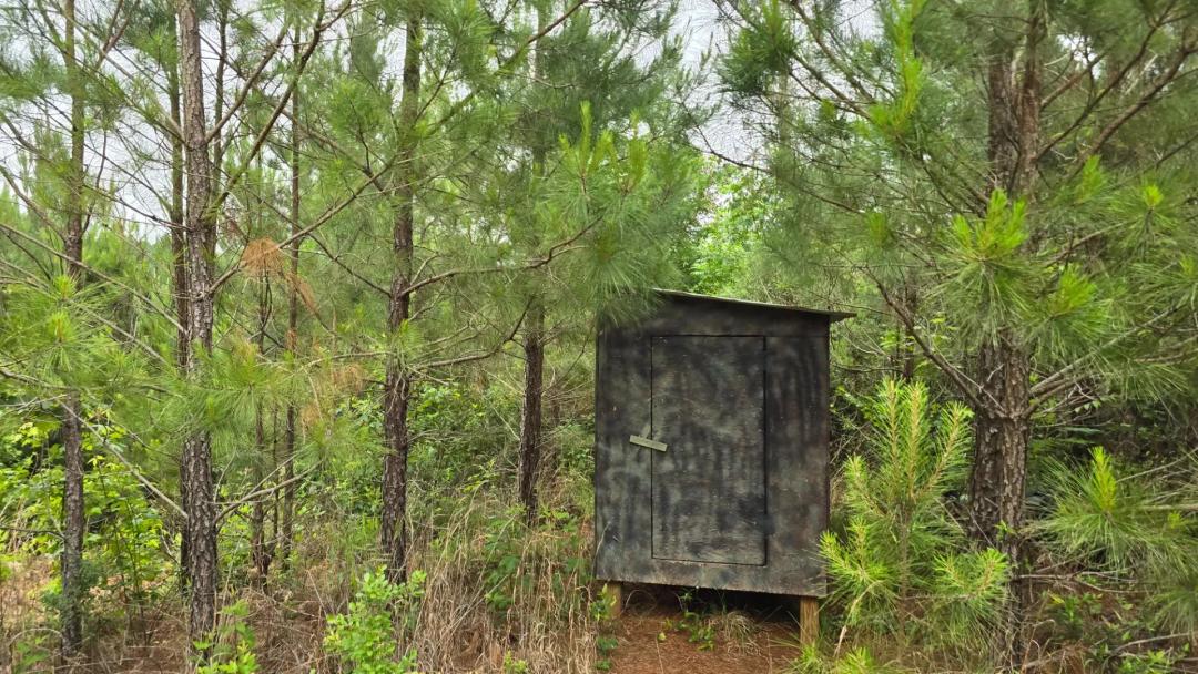 101.6 +/- Acre Whitetail Gem in Jasper County, MS