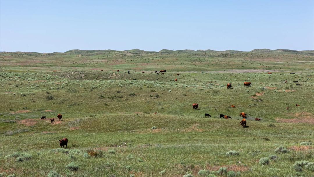 Wilson Ranch