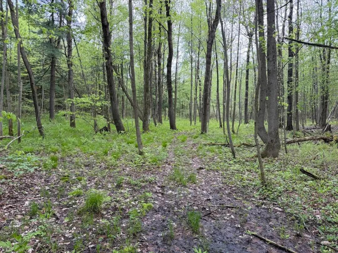11.4 acres Hunting Land and Recreational Land in South Dayton NY Slew Road Lot 1