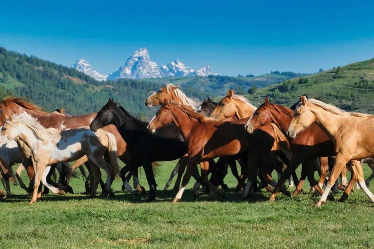 Red Hills Ranch