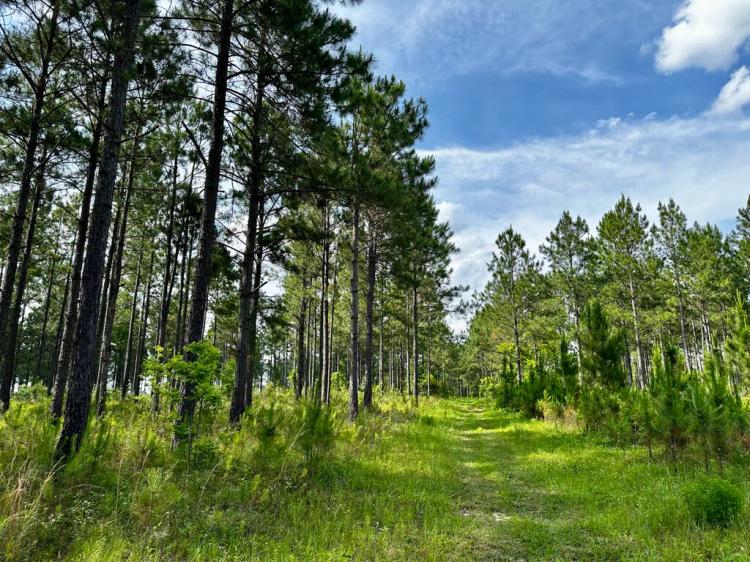 40.00 Acres at 0 Old Prison Camp Rd