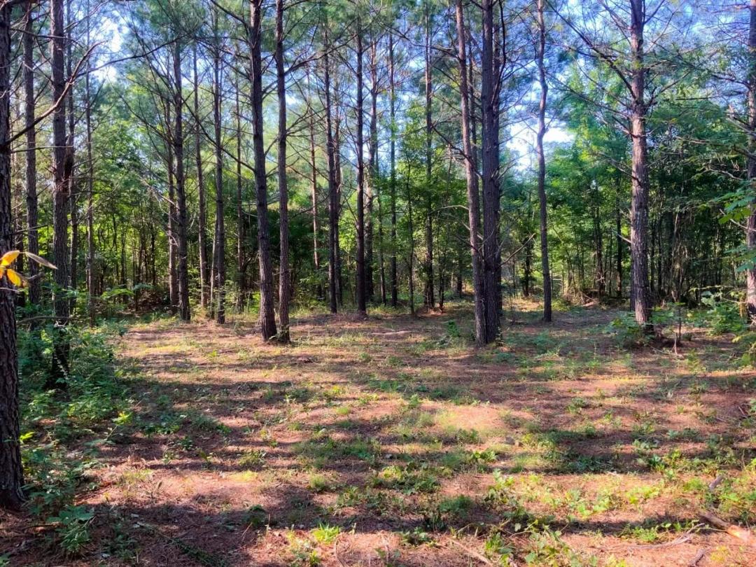 18.5 Acres Minutes from Kentucky Lake and Paris Landing