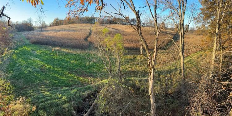 Income Producing Tillable & Hunting Land for Sale - Shelby County