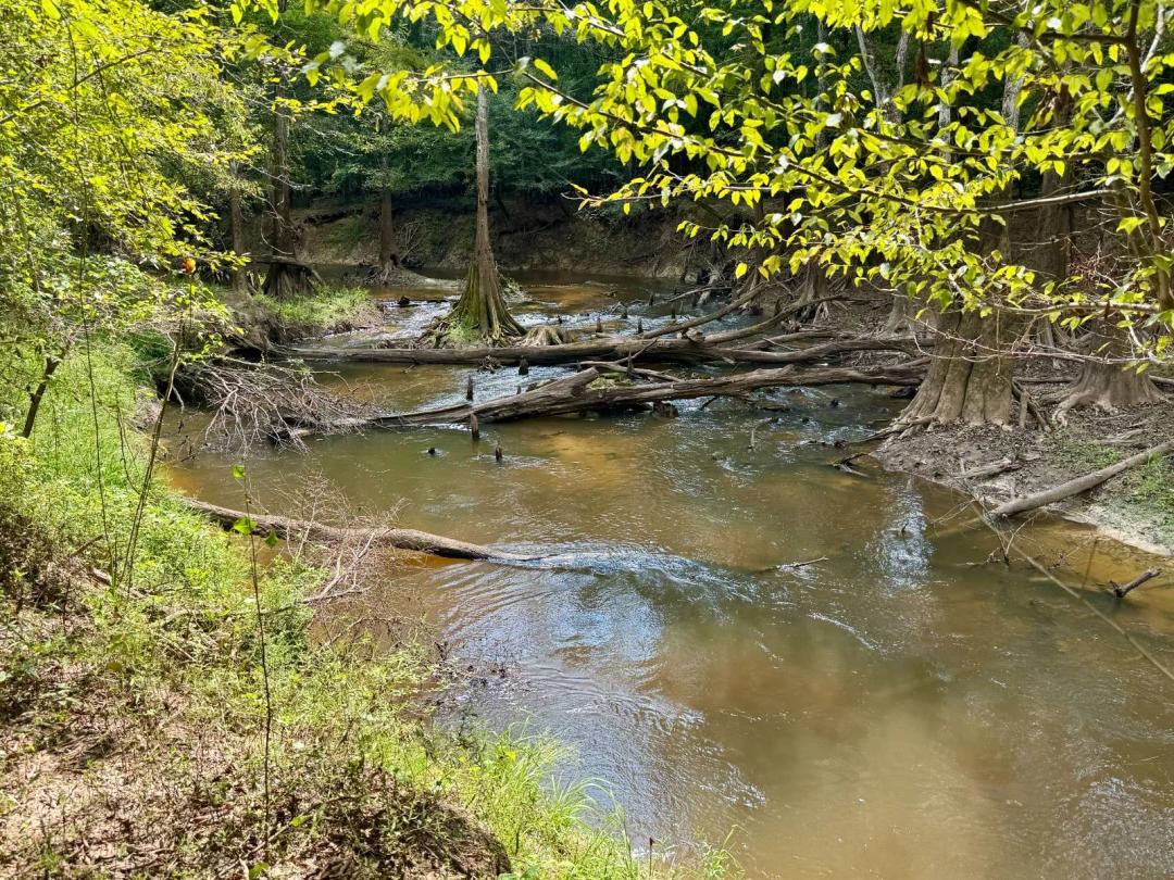 Large Pascagoula River Bottom Tract