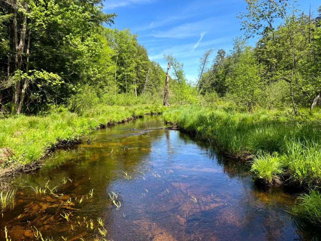 Wooded Camper or Cabin Site Near Oneida Lake