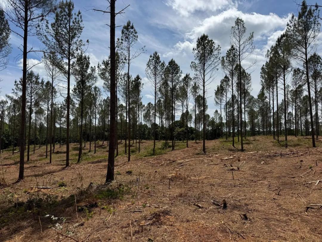 38 +/-  Acres- Elbert County, Georgia