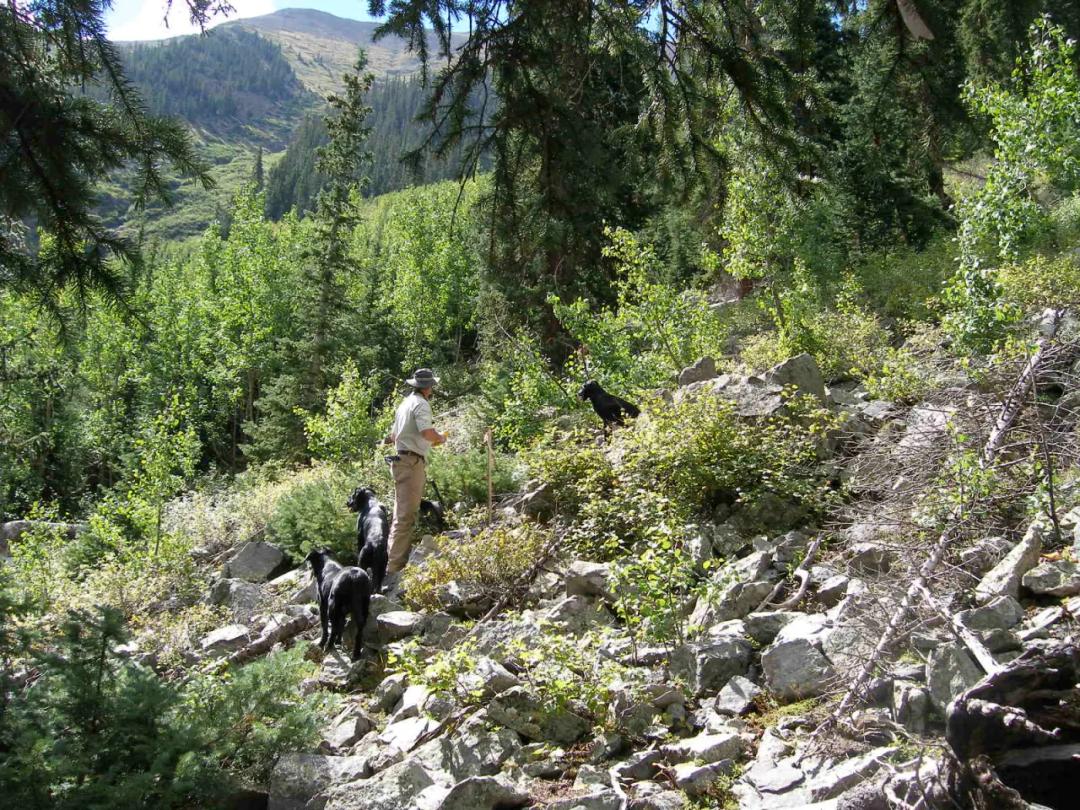 San Juan Mountains West of Lake City. Up the mountain from Henson Creek