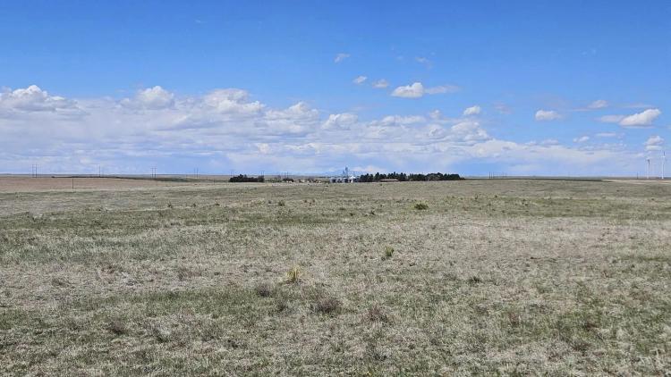 South Limon Grass