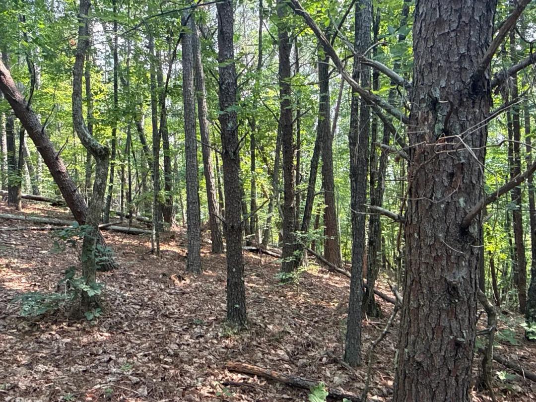 2.21 Acres at 242 Golden Creek Ridge