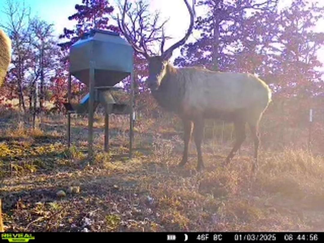 Oklahoma Hunting Land with free range elk