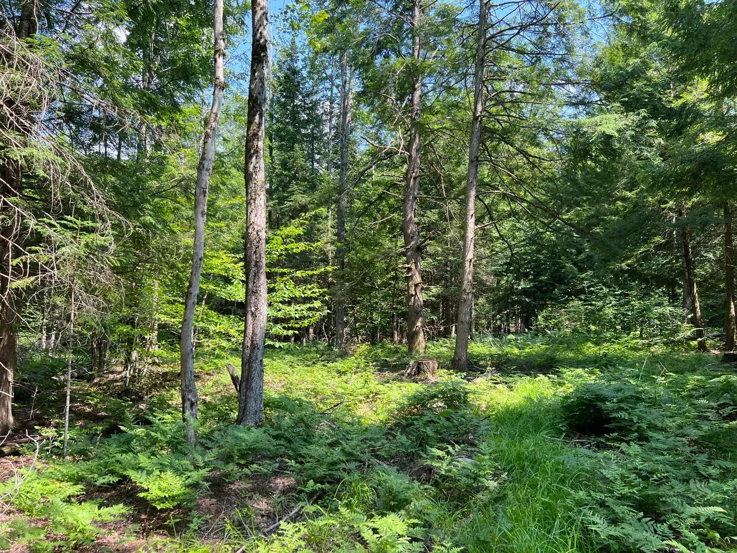 New Bremen Majka camp 6