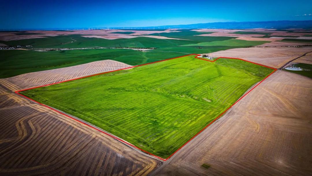 Brogoitti Helix Dryland Farm