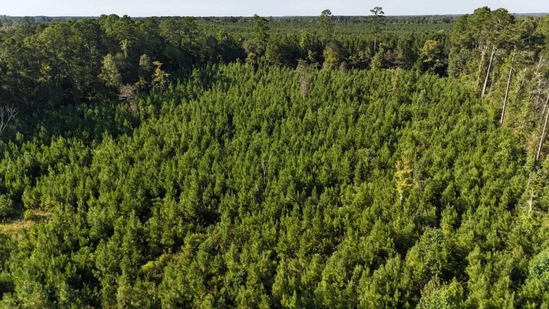 Small Hunting Tract for Sale in Marion, LA – Mclemore Tract